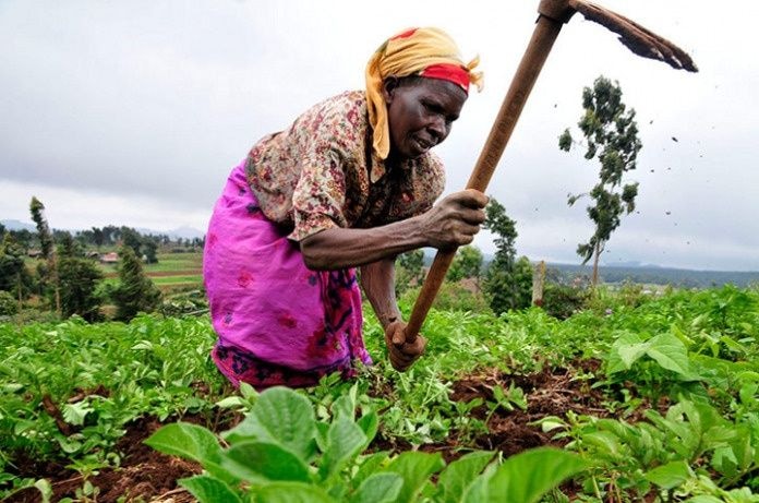 THE UN FOOD SYSTEMS SUMMIT: Ghana’s plans for improved, resilient food systems
