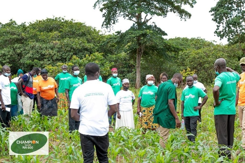 Newage Agric Solutions introduces drought resistance, high yield maize variety