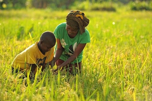 Almost 800,000 minors labour in agriculture sector