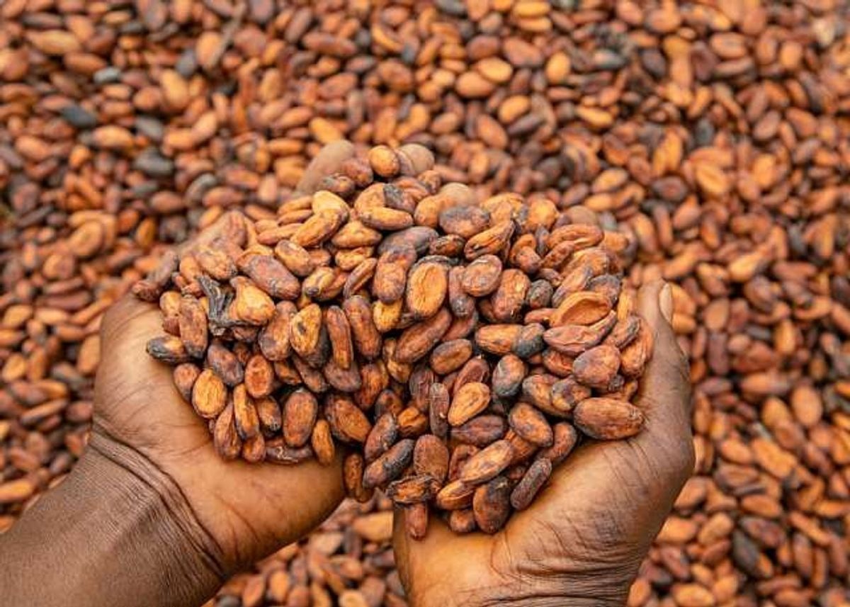Is COCOBOD rebuilding investor trust ahead of US$1bn bond?