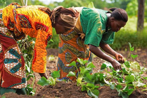 Northern-Savanna, Complete Farmer partner to cultivate 500 acres of sesame