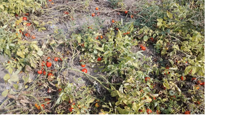 Keta farmers struggle to find market for bumper tomato harvest