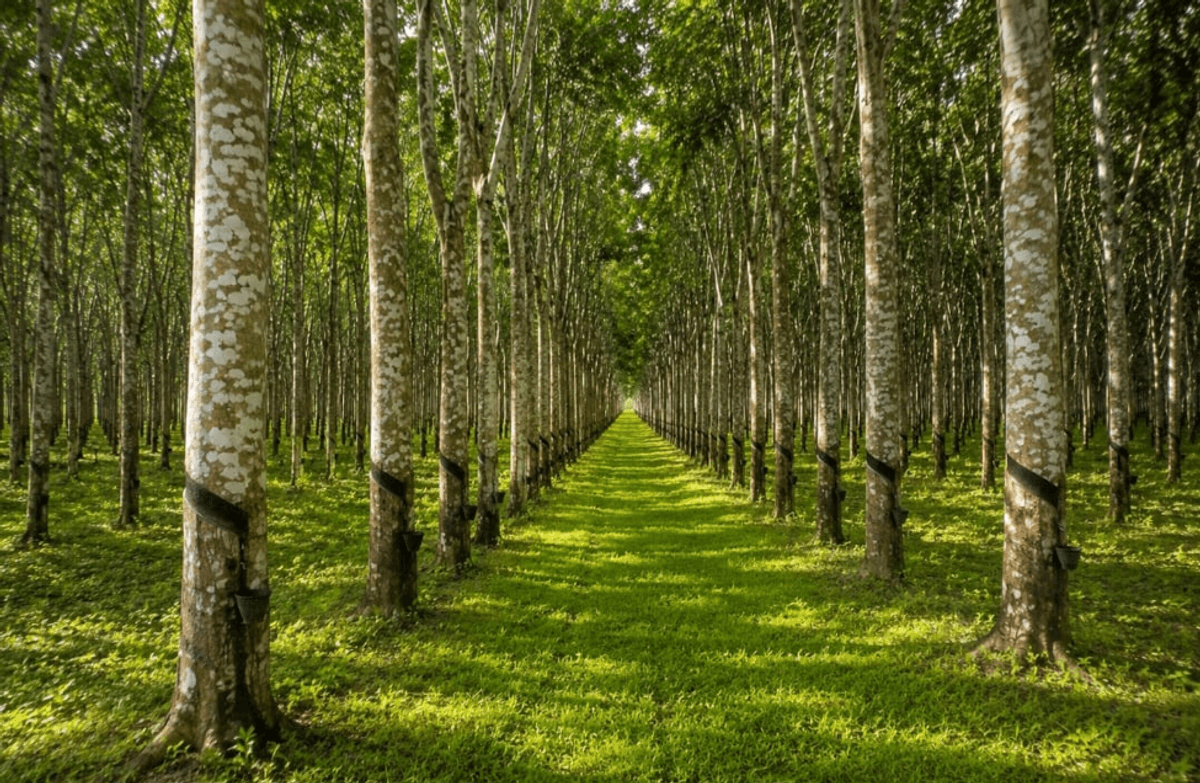 RUPAG defends temporary raw rubber export ban
