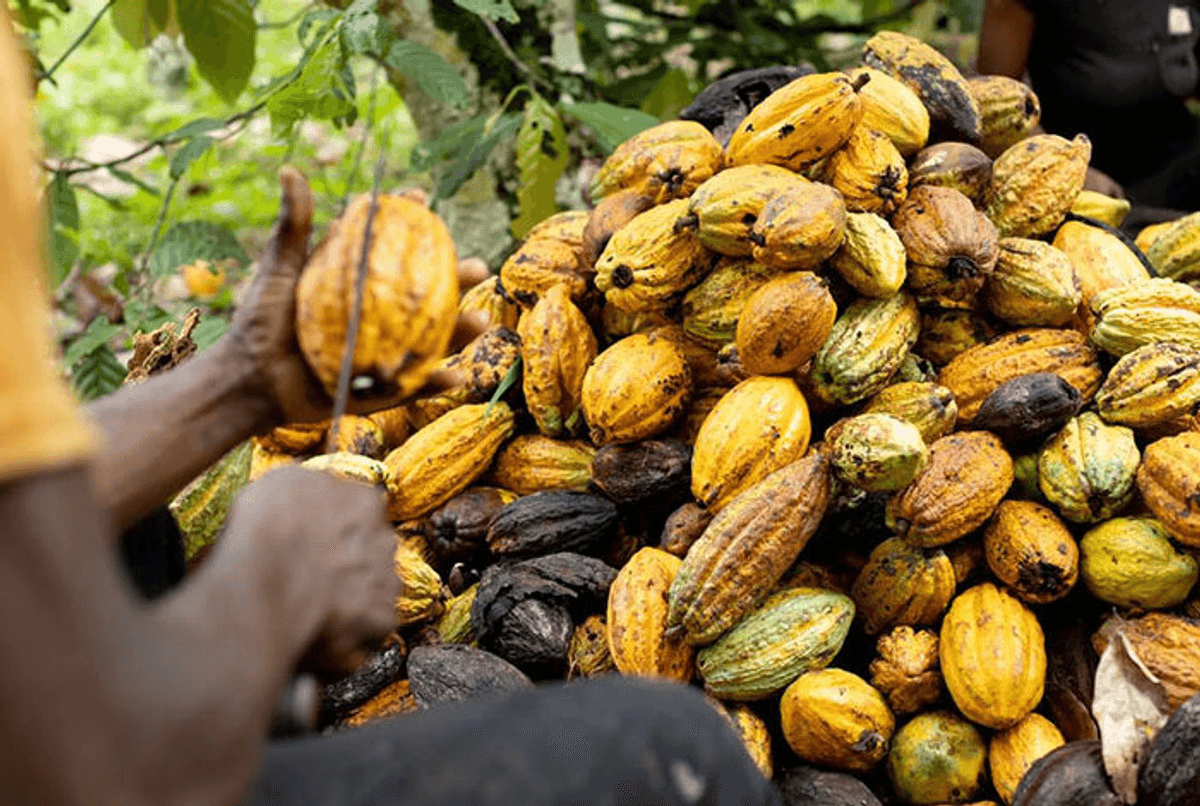 Free fertiliser returns as COCOBOD resets farmer support