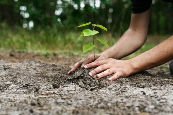 Corporate Poet: Plant A Tree