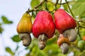 Editorial: Tree Crops Authority must sanitise cashew value chain