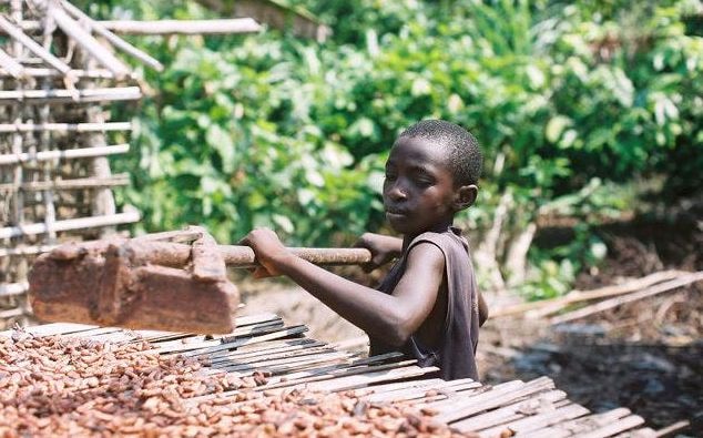 Multi-stakeholder partnership required to eliminate child labour – cocoa expert