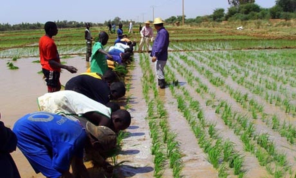 Rice farmers obtain US$8m credit access to buy fertiliser