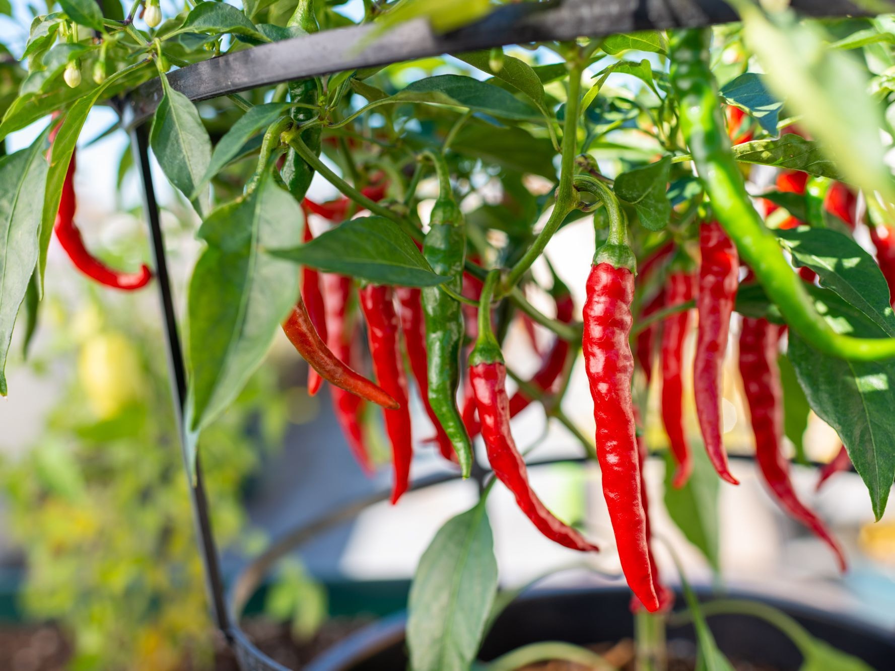 Rising air-freight restrains export of chilli pepper, others