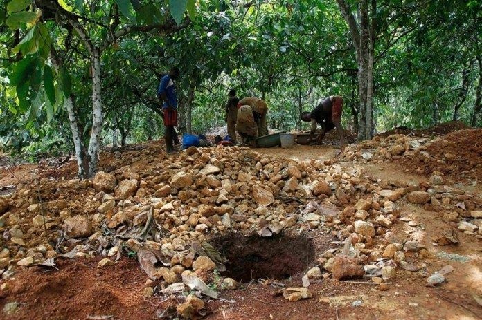 Farmers surrender cocoa farms for galamsey