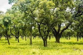 EU LEAN project commits to fight climate change, restore degraded parklands in northern Ghana