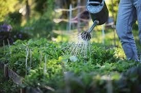 REAL ESTATE MINUTE With Cyril Nii Ayitey Tetteh :Time to turn that backyard into a home garden