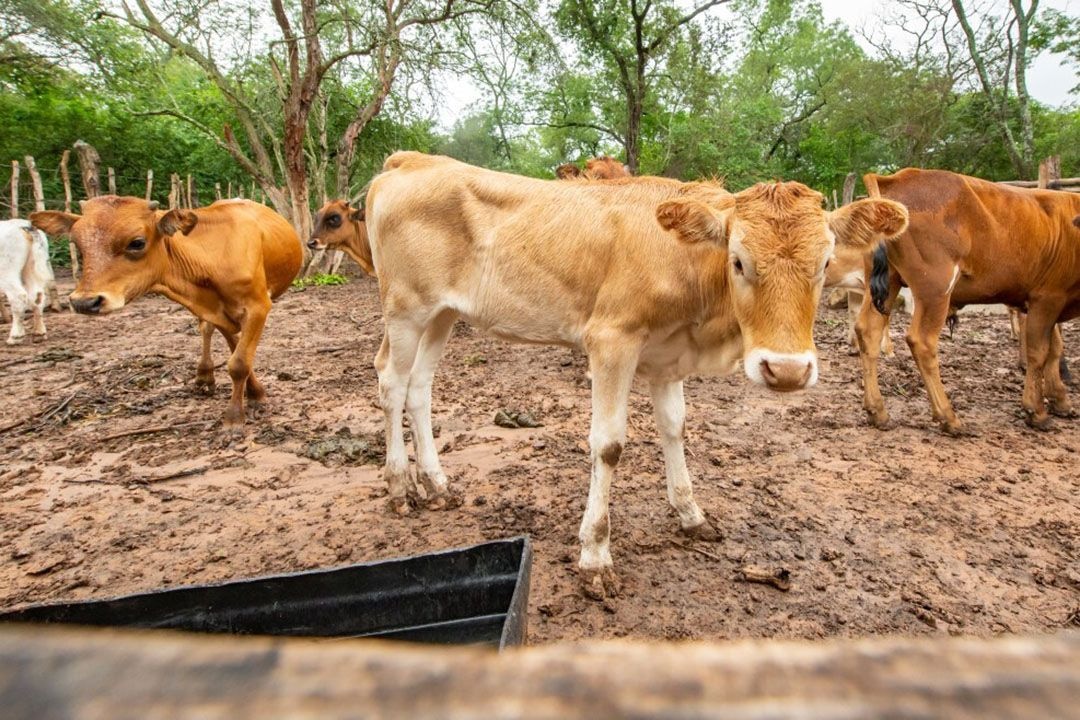 Dairy imports hit US$400m; as local demand soars amid untapped prospects