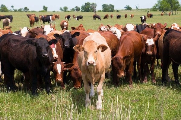 Cattle farmers worry over dysfunctional livestock policy