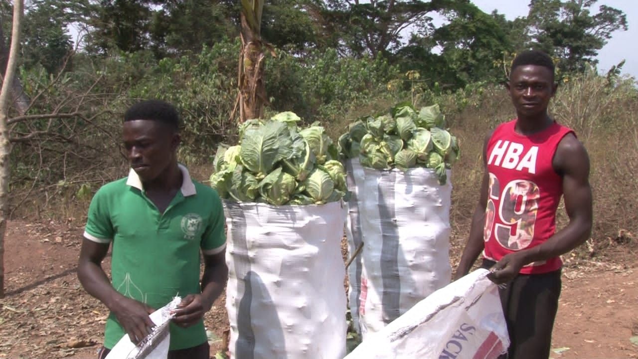 Statement: AGRA congratulates Ghana’s Gallant Farmers