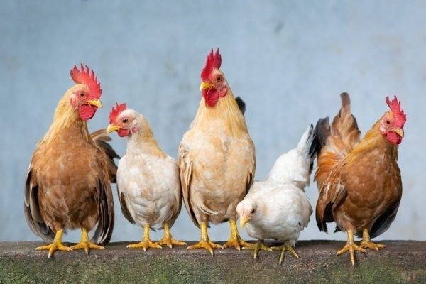 Fowl prices see 75% rise ahead of Christmas