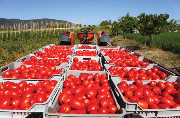 FSRP, Farmmate partnership to yield 240 tonnes of tomato