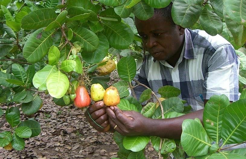 Cashew development gets a boost with GH¢348,561 ... targetting over 1,500 farmers