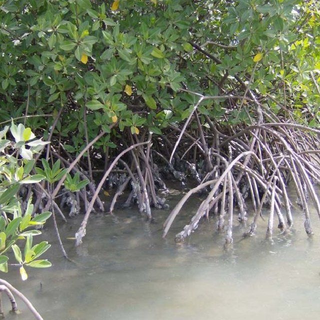 Assessing West African Mangrove Oyster use as a bioindicator of aquatic environment in Densu estuary