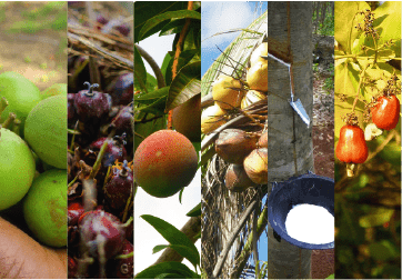 Cashew, coconut and rubber get US$100m financing boost