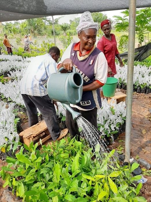 Cashew production gets over-US$375,000 boost