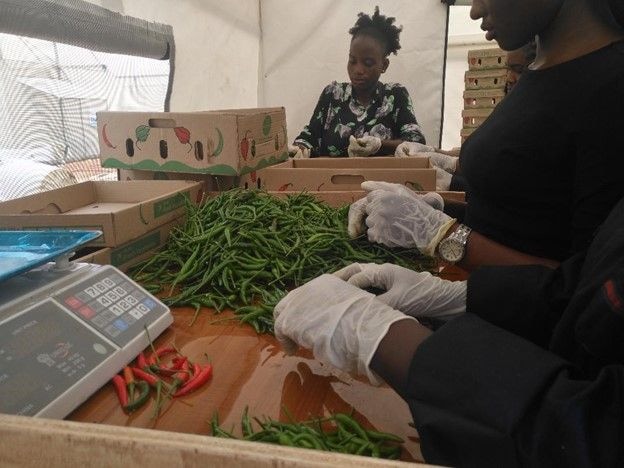 GIRSAL exports chili in first commercial trial