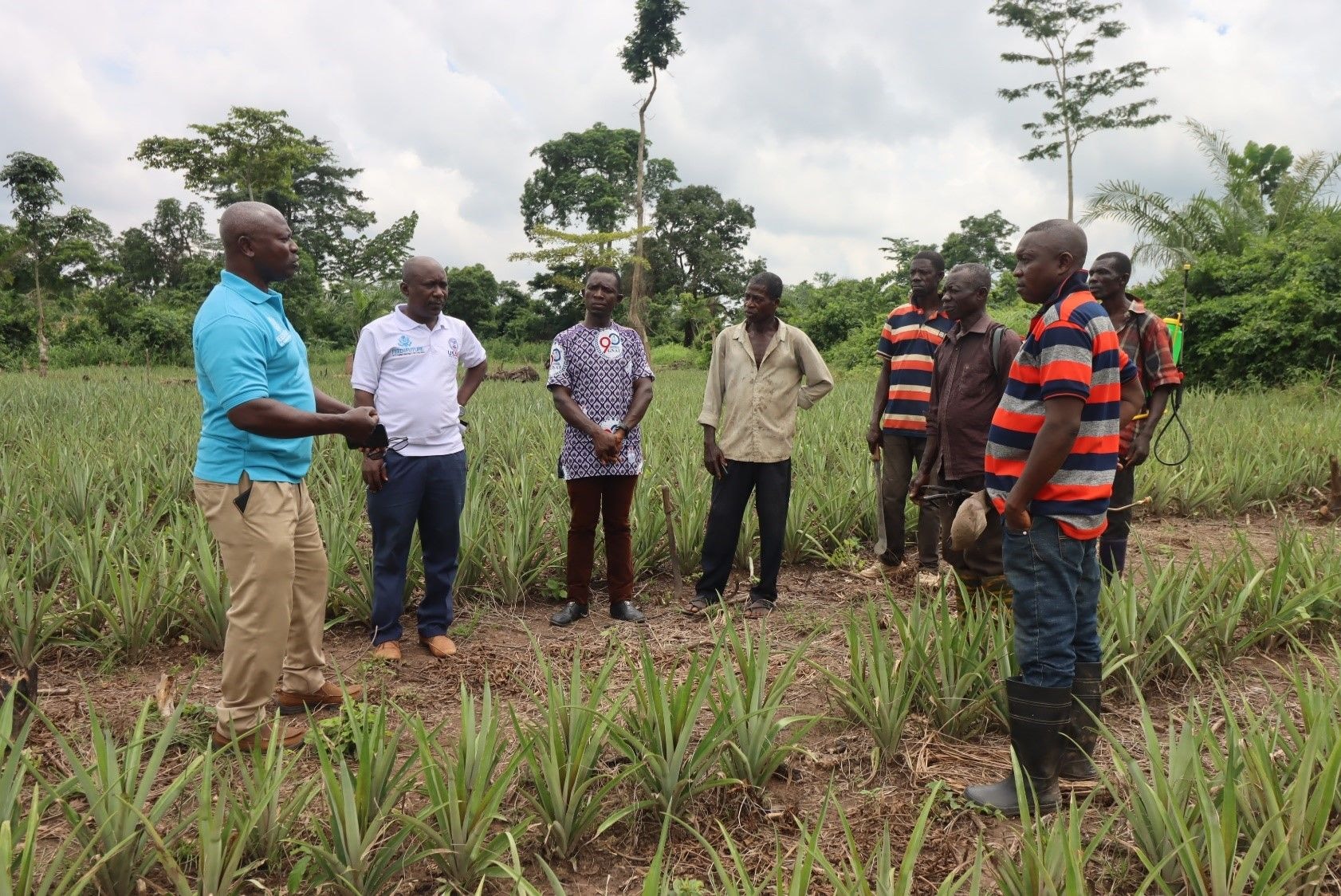 USAID supports pineapple production expansion in Ashanti