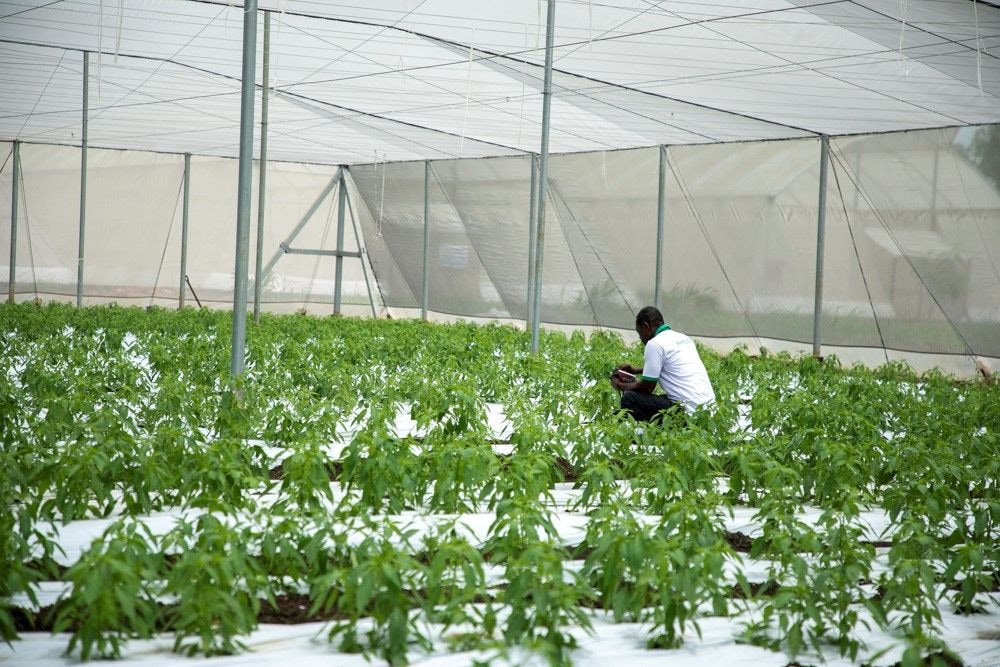 GIRSAL moves to revive chili production, export with net house technology
