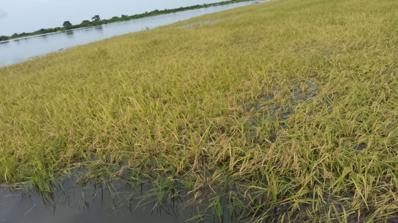 Rice farmers rally support post Akosombo Dam Spillage