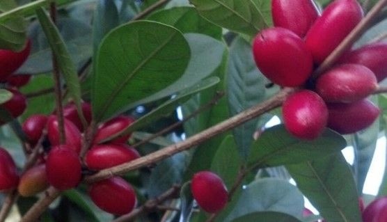 Asawa or Taami or Ledidi (miracle berry) – improves sexual potency and infertility in men