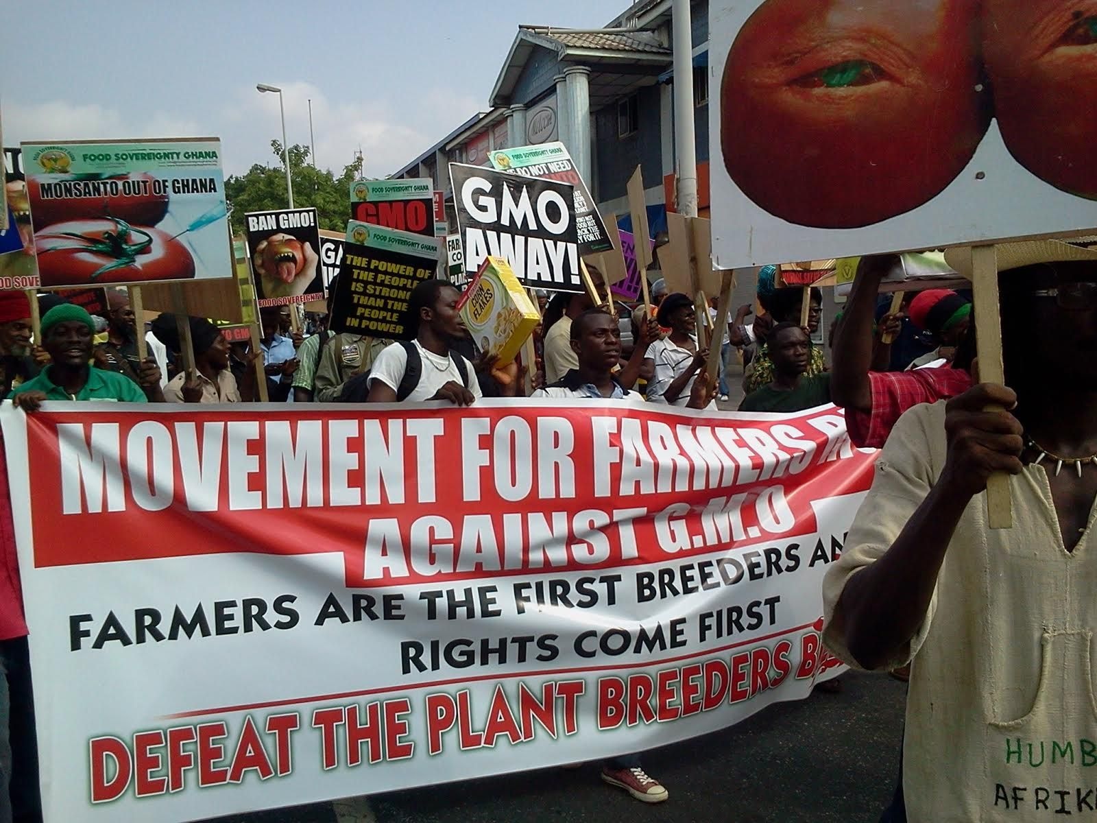 Peasant farmers oppose GMOs, citing dire implications