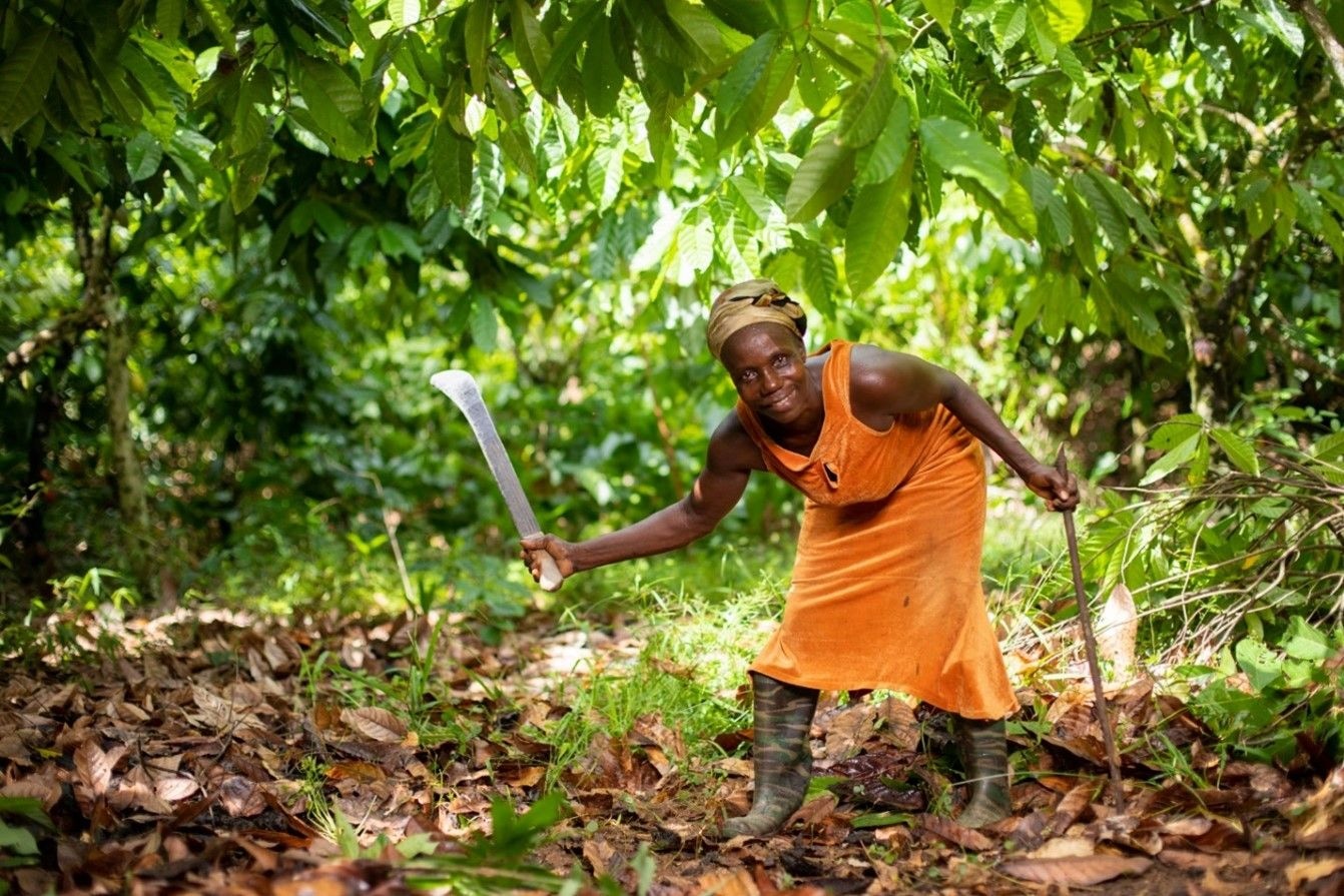 Gold Fields boosts cocoa production in mining communities with US$28,000
