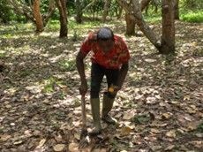 Cashew farmers struggle due to lack of support for value-added processing