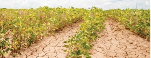 Agriculture’s role in climate change and forest conservation efforts