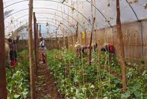 Ghana Horticulture Expo 2024 to showcase innovation and growth in agricultural sector