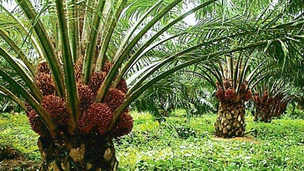 SIAT Group consolidates edible oil subsidiaries under Presco Plc in new expansion strategy