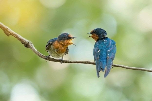 Conflict-solving: When customers break the rules of civility