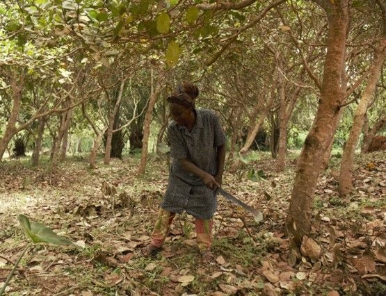 Lack of smooth access to finance limits women’s growth in agriculture
