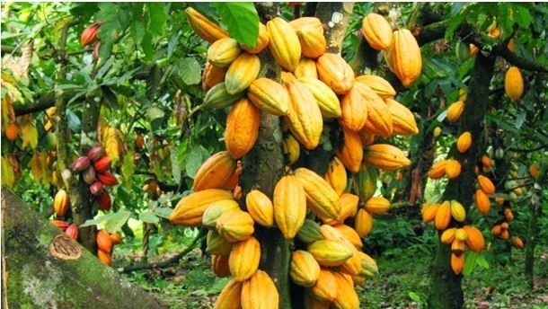 Rehabilitated cocoa farms to boost production by 200,000MT