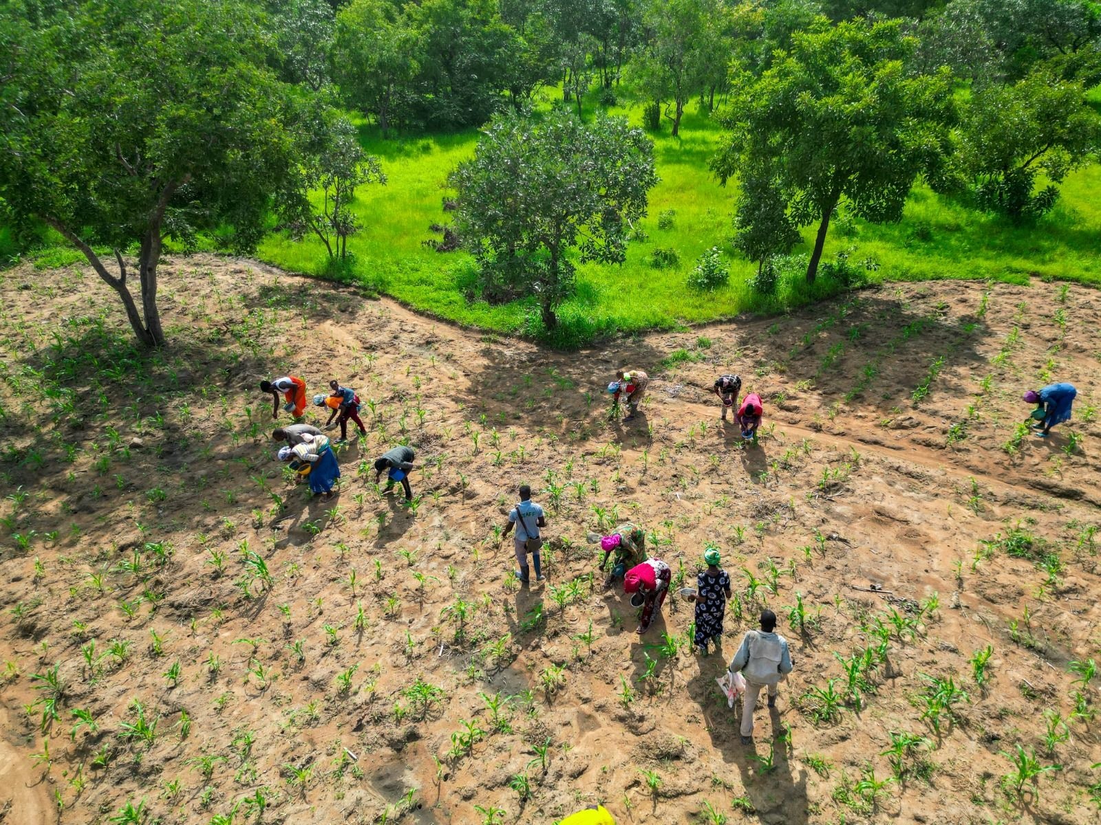 Sinapi Aba empowers over 13,000 farmers under €2.5m EU grant