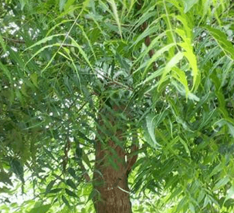 Neem can kill sperms, improves kidney, liver damage, enhance dental and oral health