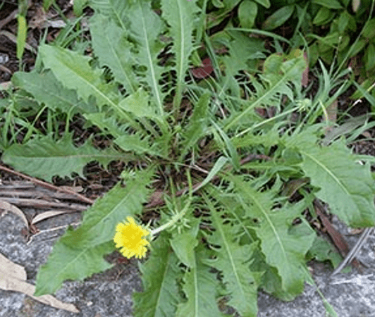 Dandelion may kill breast cancer cells, lower hypertension, cholesterol and liver health