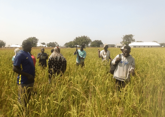 Smallholder farmers at Tamale-North record bumper harvest