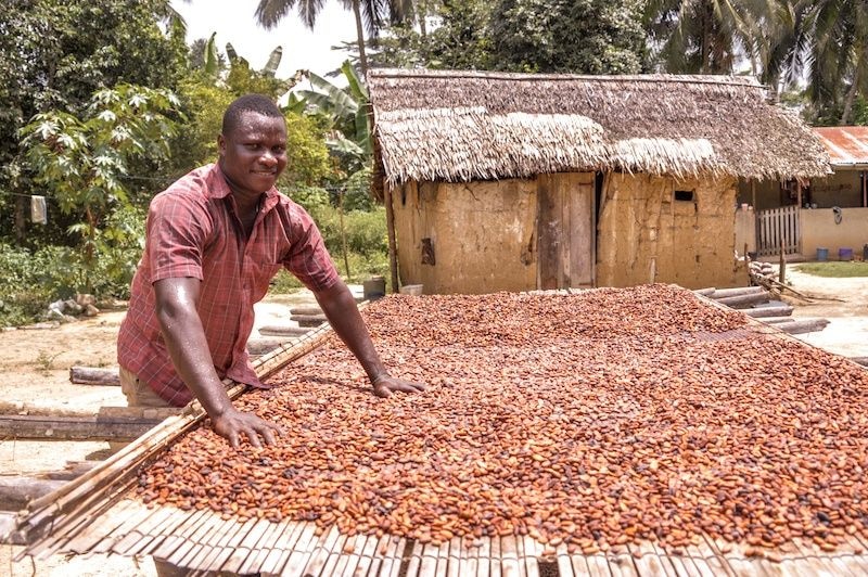 Editorial: Cocoa farmers must be abreast with EU market entry protocols to thrive
