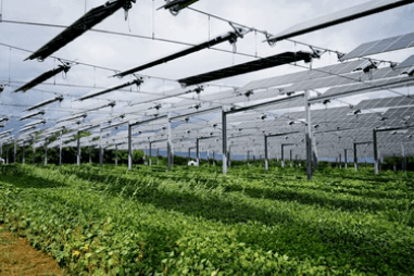 Impact of promoting research on Optimal Crop-PV combinations for Agrivoltaics in Africa