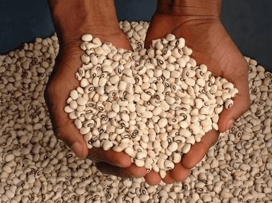 Bt Cowpea in high demand among northern smallholder farmers