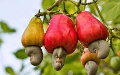 Editorial: Price volatility in cashew value chain affecting actors