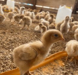 KIC collaborates with Premier Poultry to promote youth entrepreneurship