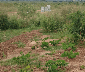 How land reform can support 2025 Budget and gov’t's reset ambitions