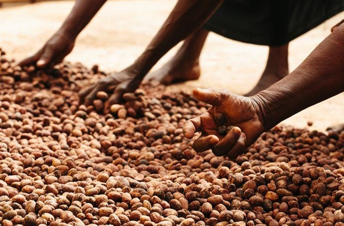 'Women’s Gold': Export ban on raw shea nuts raises alarm for rural livelihoods